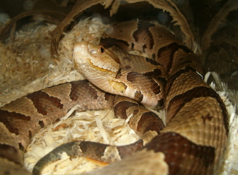 my pet copperhead.JPG [56 Kb]